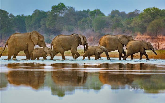 Elefantes da Zâmbia que atravessam o rio de Luangwa 2017 Bing Papéis de Parede Visualizações:8858