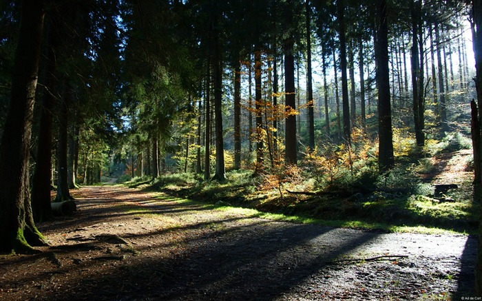 Ardennen hockai hoegne-Country Wallpaper da paisagem da natureza Visualizações:11249