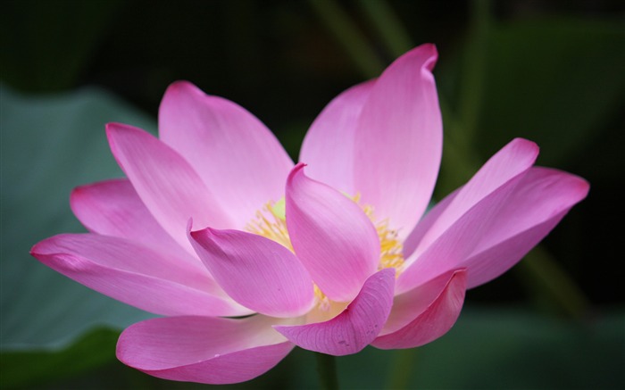 Blooming Pink Lotus Photo Desktop Wallpaper 01 Views:6673 Date:2017/3/16 8:00:11