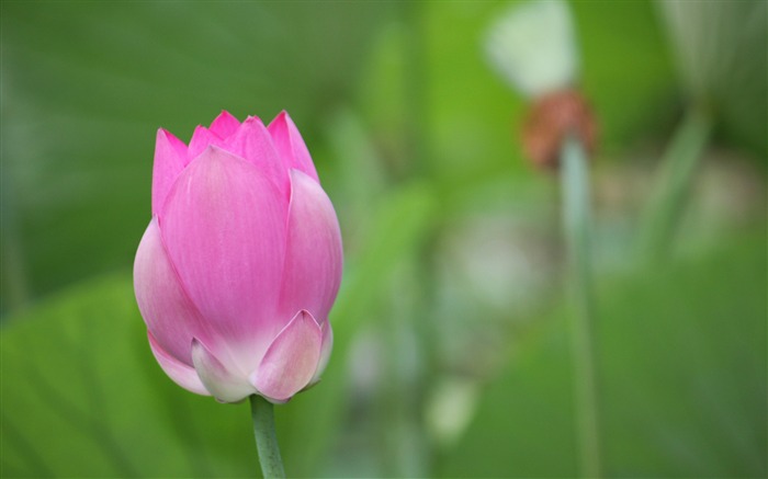 Blooming Pink Lotus Photo Desktop Wallpaper 02 Views:6685 Date:2017/3/16 8:00:56