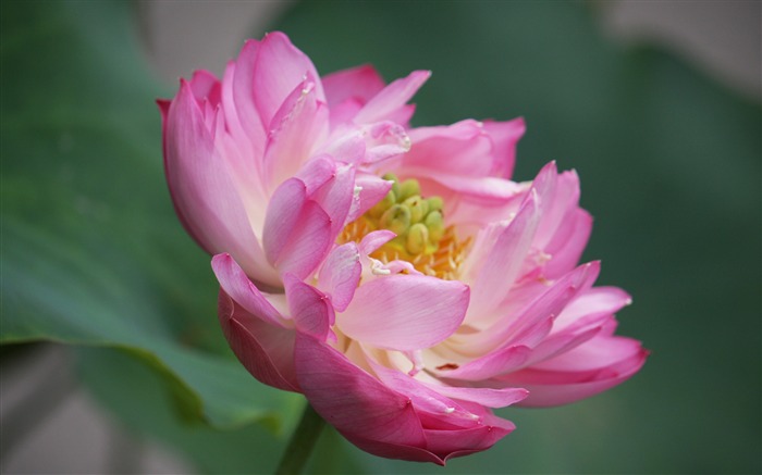 Blooming Pink Lotus Photo Desktop Wallpaper 03 Views:6325 Date:2017/3/16 8:01:48