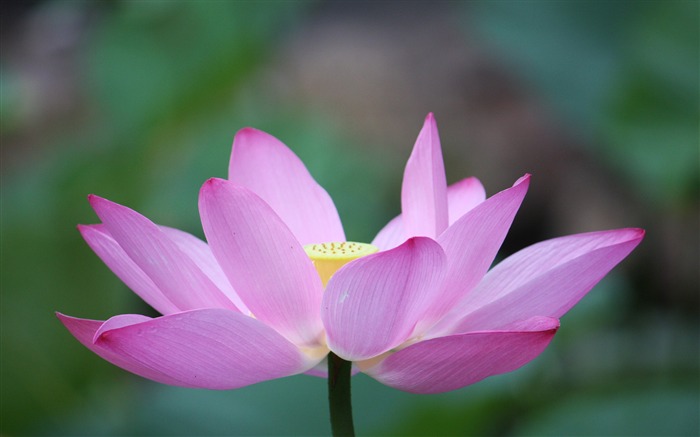 Blooming Pink Lotus Photo Desktop Wallpaper 04 Views:7810 Date:2017/3/16 8:02:21