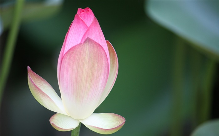 Blooming Pink Lotus Photo Desktop Wallpaper 05 Views:6423 Date:2017/3/16 8:02:53