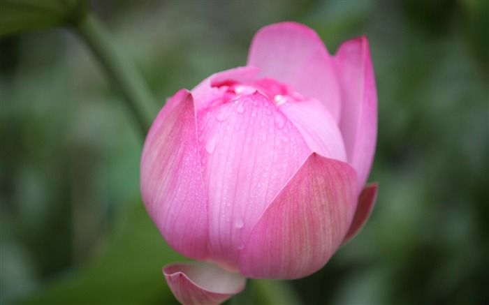 Blooming Pink Lotus Photo Desktop Wallpaper 06 Views:6663 Date:2017/3/16 8:03:24