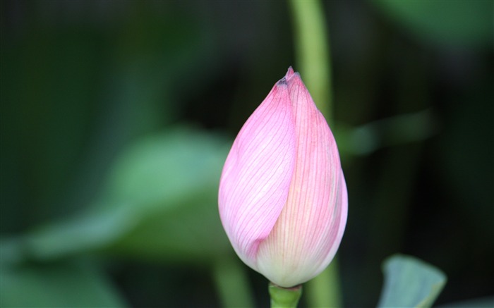 Blooming Pink Lotus Photo Desktop Wallpaper 07 Views:6419 Date:2017/3/16 8:03:54