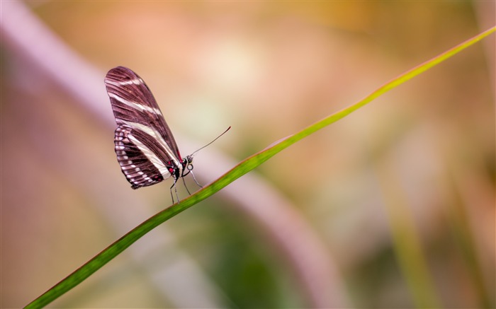 Papillon, ailes, fin, haut-2017 Fond d'écran haute qualité Vues:7056