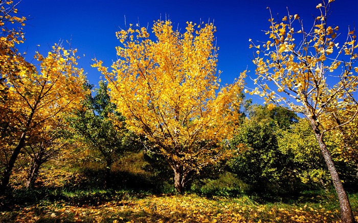 Los árboles de ginkgo chinos otoño-Scenery fondo de pantalla de alta calidad Vistas:10706