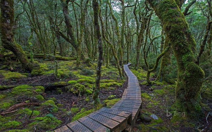 Forêt Montagne Tasmanie Australie-2017 Bing Fonds d'écran Vues:8371