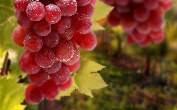 Fruit grapes harvest season theme wallpaper 02 Views:8012 Date:2017/3/5 8:18:06