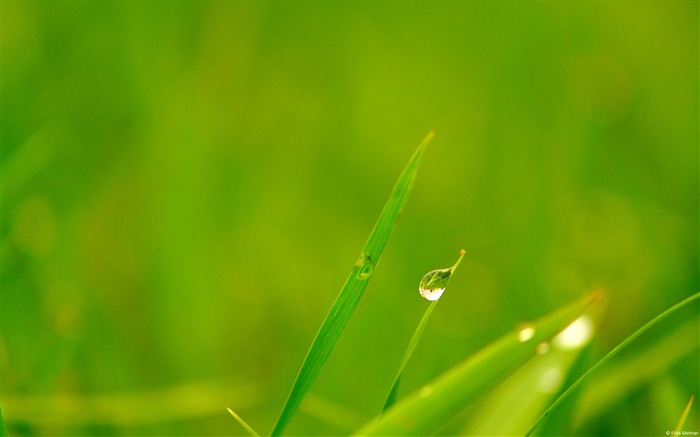 Dewdrops Grassland - Windows 10 Desktop Wallpaper Visualizações:10139