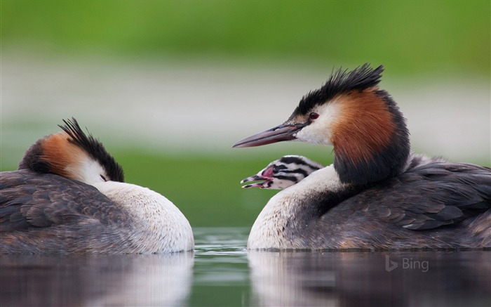 Grande grebe com pintainho-2017 Bing Desktop Wallpaper Visualizações:7109