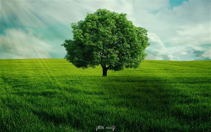 Árbol verde solo-2017 fondo de pantalla de alta calidad Vistas:23393