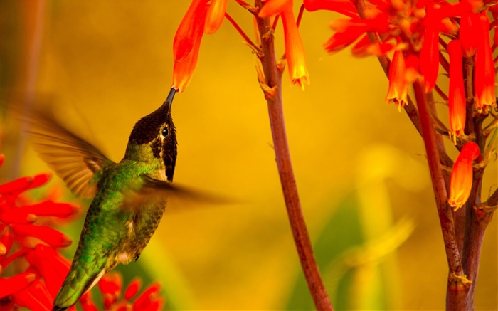 Hummingbird green back-Spring Bird Photo Wallpaper Views:8987 Date:2017/3/18 0:45:42