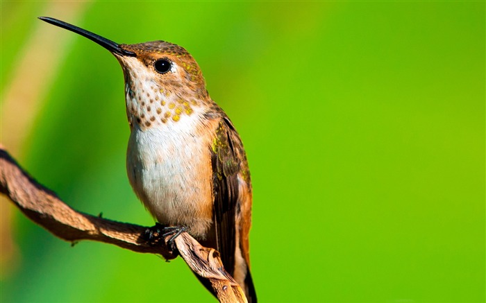 Hummingbird macro-Spring Oiseau photo Fond d'écran Vues:9399