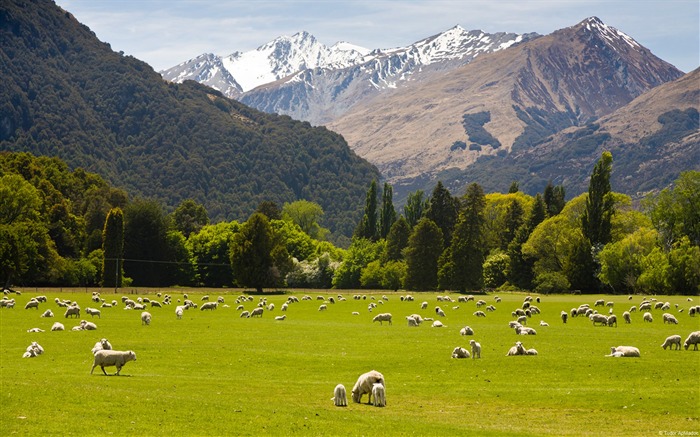 Fondo de pantalla de Paisaje de la naturaleza de Nueva Zelanda y campo país Vistas:20058