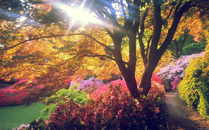 Rododendron season virginia-País Paisagem Paisagem Paisagens Visualizações:11086