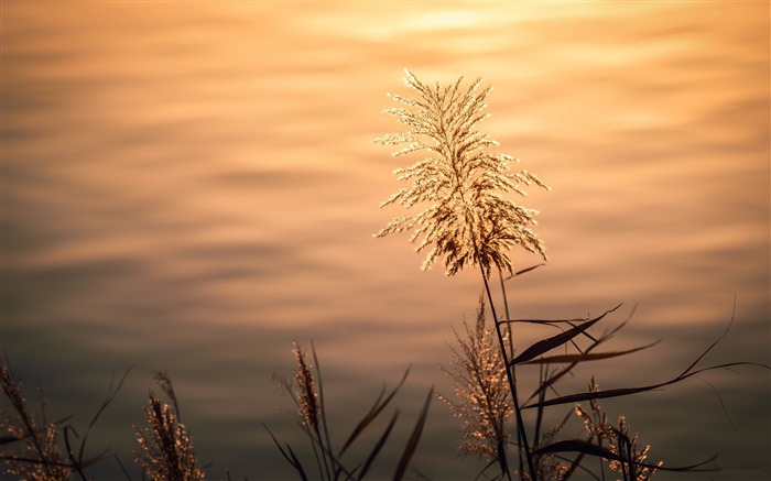 Silvergrass sunset lake-Nature HD Wallpaper Views:6617 Date:2017/3/2 7:48:11