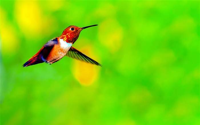 Spring Cute Hummingbird Photo Themed Wallpaper Views:31484