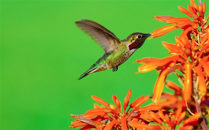 The hungry hummingbird-Spring Bird Photo Wallpaper Views:7689 Date:2017/3/18 0:57:21