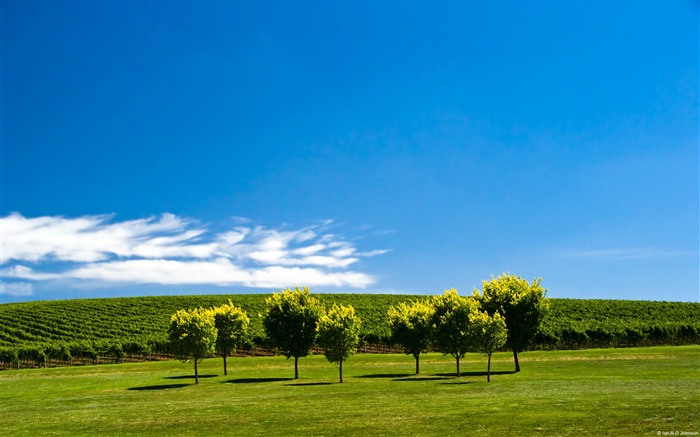 Vineyard adelaide hills south australia-Country Nature Scenery Wallpaper Visualizações:14407