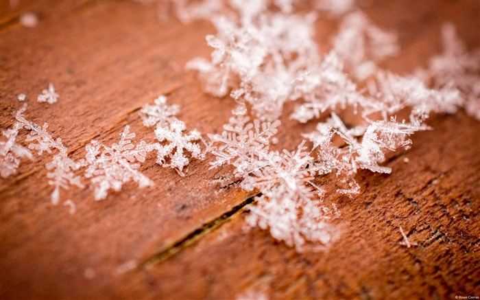 Hiver, flocon de neige, closeup-Windows 10 Fonds d'écran Vues:8947