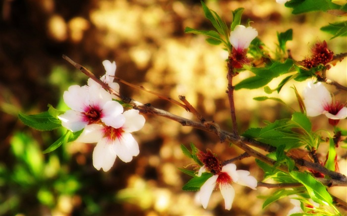 アーモンドの花borujerd-2017春の写真のHD壁紙 ブラウズ:6185