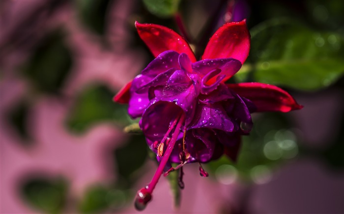 美しいフクシアの花-2017春の写真のHD壁紙 ブラウズ:6462