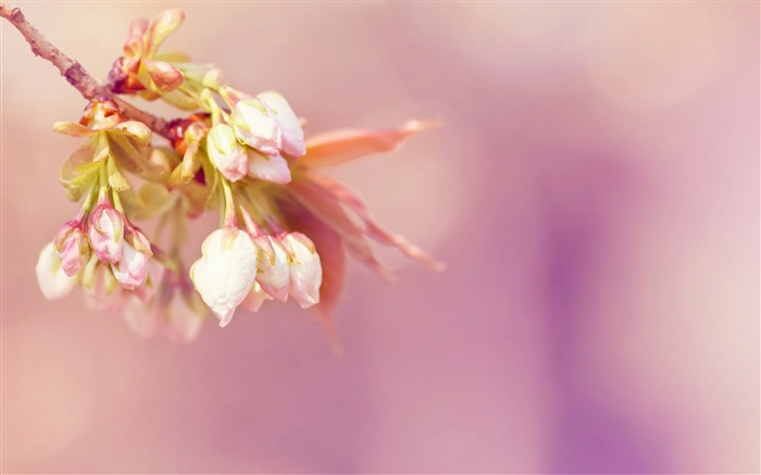 ブルーミング木の芽-2017春の写真のHD壁紙 ブラウズ:5819