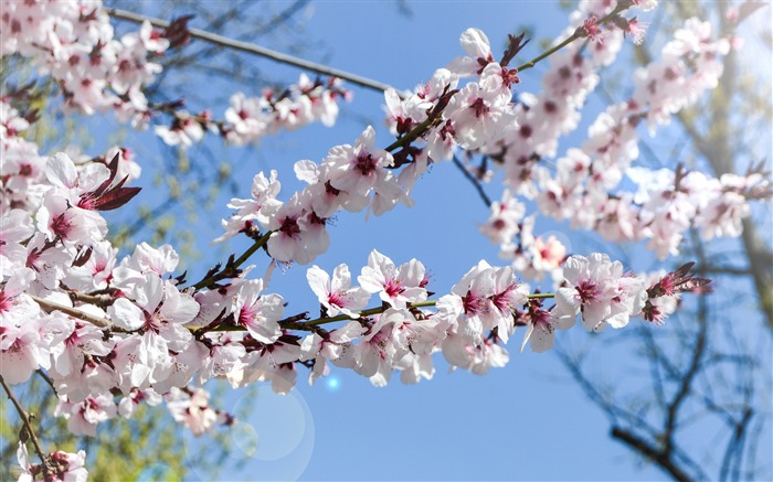 ホワイト梨の花-2017春の写真のHD壁紙 ブラウズ:7179