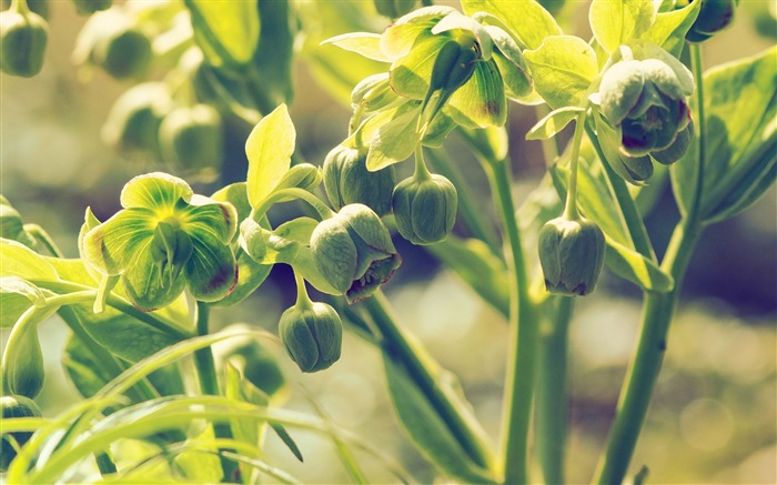 Helleboreは茎を芽ばす-高品質の壁紙 ブラウズ:6791