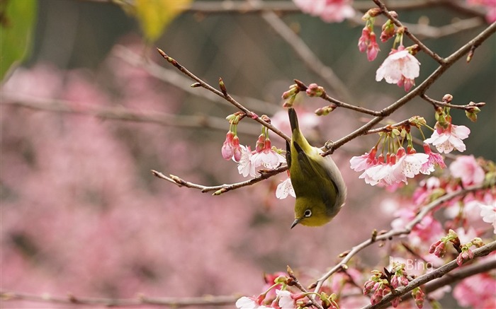 Japanbrillenvogel auf dem Zweig eines Kirschbaums-2017 Bing Fondos de escritorio Vistas:7582