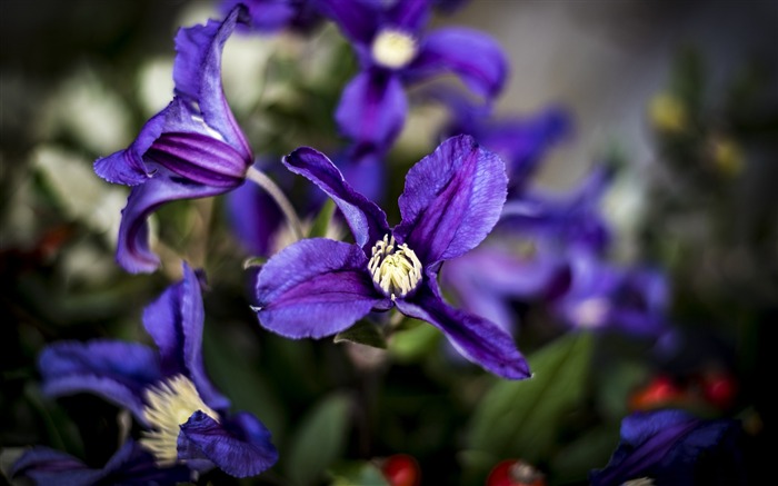 紫のクレマチスの花-2017春の写真のHD壁紙 ブラウズ:6133