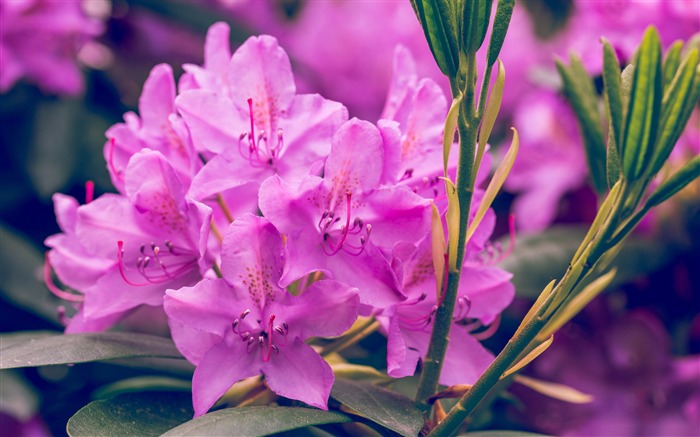 紫色の蓮の花-2017春の写真のHD壁紙 ブラウズ:7794