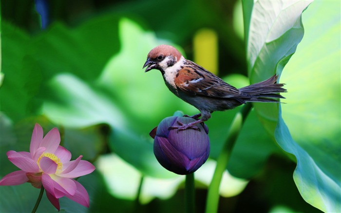 スズメユリ花鳥-高品質の壁紙 ブラウズ:7703