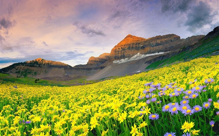 Canyon valley flowers-Beautiful landscape wallpaper Views:12263 Date:2017/5/7 5:54:48