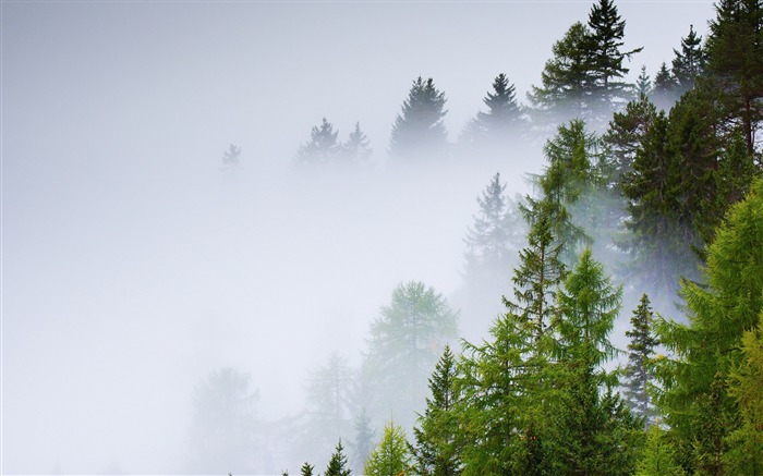 Brouillard de forêt de conifères jour de pluie-Paysage HD Fond d'écran Vues:13823