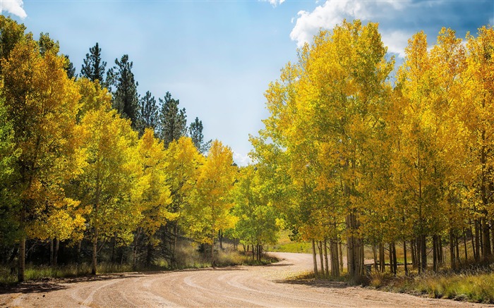 Dirt Road Aspens-Paysage HD Fond d'écran Vues:9019