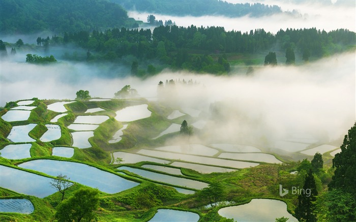 Japon Terrasses rizières Niigata Préfecture-2017 Bing Fonds d'écran Vues:12327