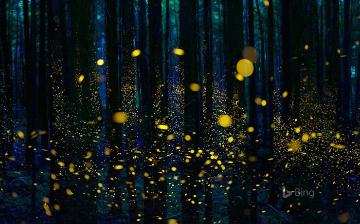 Forest of Genji firefly Shikoku-2017 Bing Desktop Wallpaper Views:14428 Date:2017/6/14 7:53:00