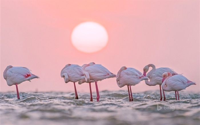 Namibia Greater flamingos in Walvis Bay-2017 Bing Desktop Wallpaper Views:8706 Date:2017/6/14 8:01:12