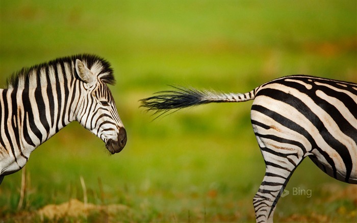 South Africa Zebra Rietvlei Nature Reserve-2017 Bing Desktop Wallpaper Views:6516 Date:2017/6/14 8:30:55