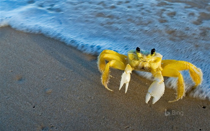 Ocypode quadrata ou crabe-fantôme-2017 Bing Fonds d'écran Vues:8322