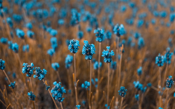 Flowers field blur-High Quality Wallpaper Views:10009 Date:2017/7/10 7:33:54