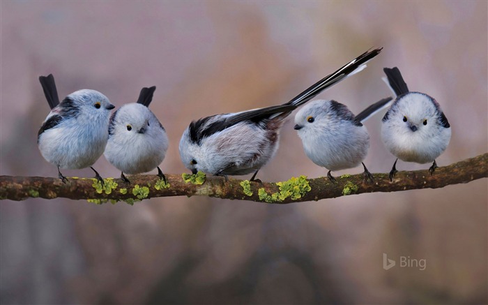 Mésanges à longue queue à Erding, Allemagne-2017 Bing Fonds d'écran Vues:14323