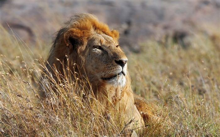 African Grassland Lion-2017 Animal HD fondo de pantalla Vistas:10478