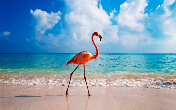 Beach Ocean Flamingo Bird-2017 Animal fondo de pantalla HD Vistas:13358