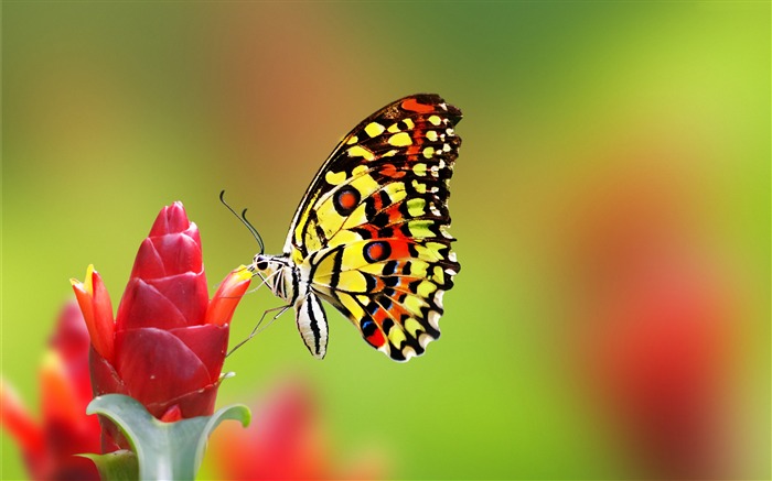 Mariposa flores bokeh-2017 Animal fondo de pantalla HD Vistas:12712