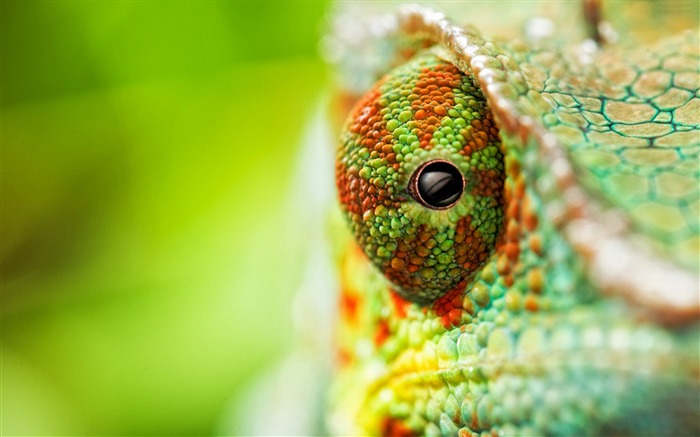 Ojos camaleón cerca hasta 2017 Animal fondo de pantalla HD Vistas:12925