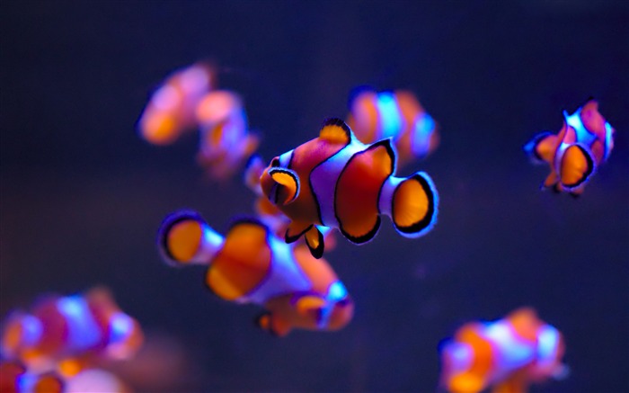 Clownfish sea life-2017 Animal fondo de pantalla HD Vistas:11310