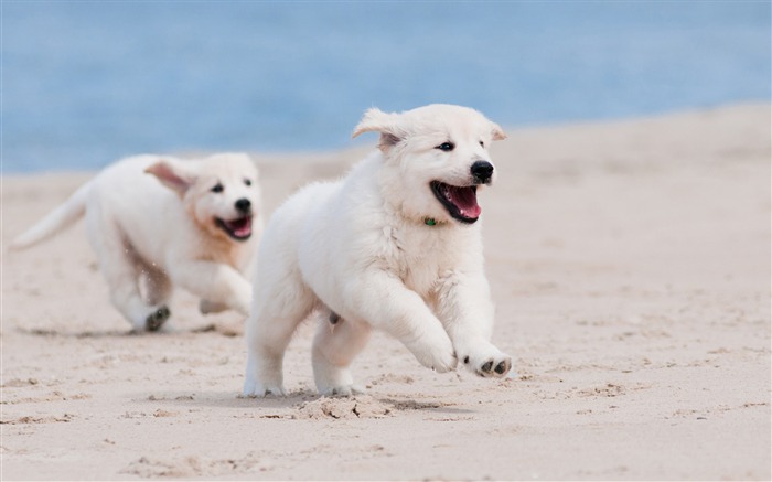 Perro cachorro blanco mascota playa-2017 Animal HD fondo de pantalla Vistas:8922